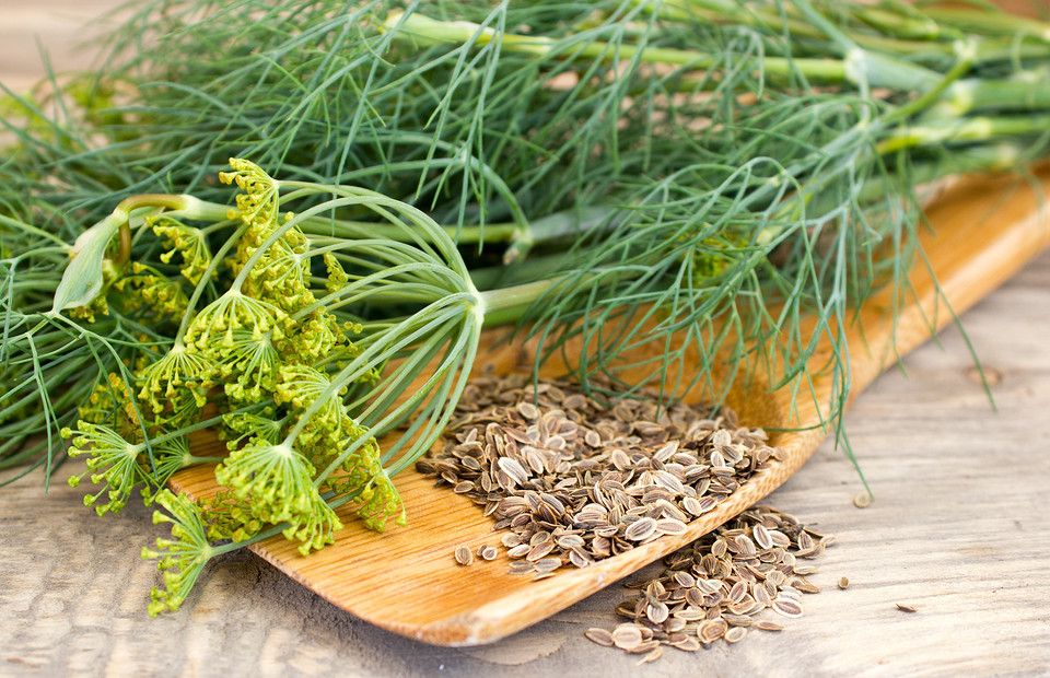 Лечебные свойства и применение семян укропа: 4 полезных народных рецепта