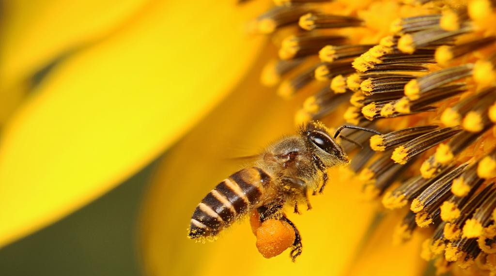 Как и от чего принимать пчелиную пыльцу, чтобы укрепить здоровье