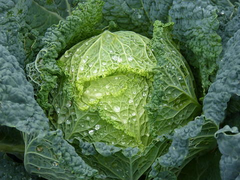 Зеленые листовые овощи, такие как капуста, богаты кальцием, который помогает мозгу использовать триптофан для выработки мелатонина. Еще отличные варианты для засыпания — шпинат и листовая...