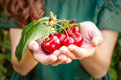 Источник витаминов и не только: польза и вред черешни для здоровья человека (мнение диетолога)