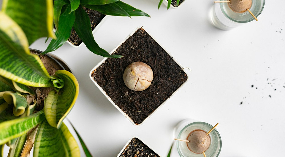 Как вырастить авокадо из косточки в домашних условиях: 3 проверенных способа и советы по уходу