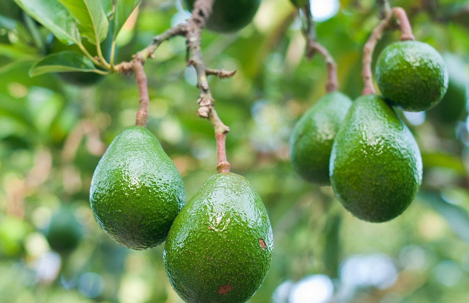 Как вырастить авокадо из косточки в домашних условиях: 3 проверенных способа и советы по уходу