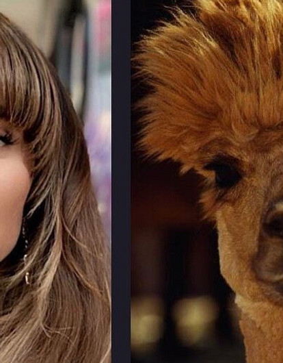 Седокова — лама, Решетова — панда: звезды сравнили себя с животными (веселая подборка)