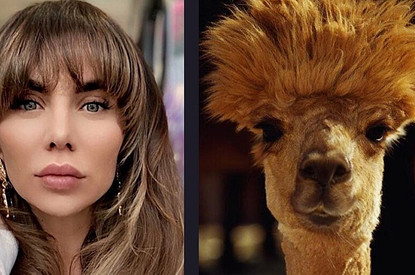 Седокова — лама, Решетова — панда: звезды сравнили себя с животными (веселая подборка)