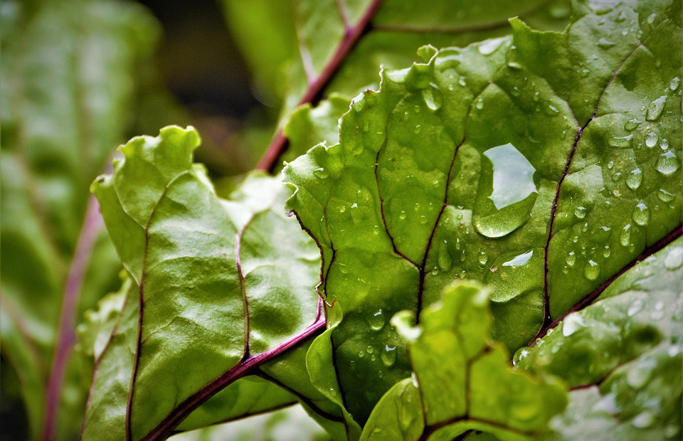 9 видов листовой зелени, которые помогают похудеть и снижают риск рака