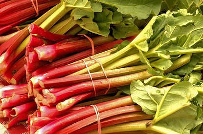 Избавиться от лишнего веса или придать волосам интересный оттенок: польза и вред ревеня для организма