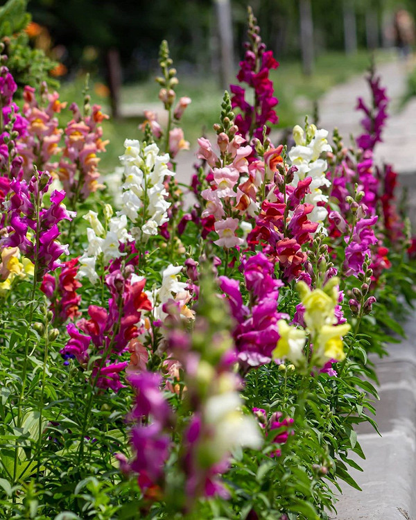 7 цветов для балкона, которые будут цвести все лето