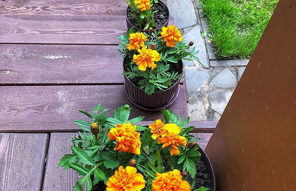 7 цветов для балкона, которые будут цвести все лето