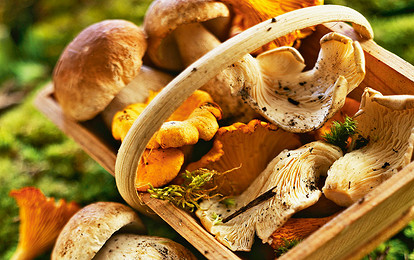 Грибной дождь: 4 рецепта