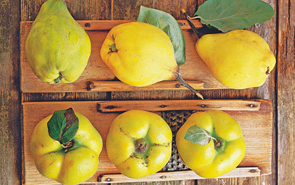 Айва: полезные свойства и рецепты из «золотого яблока»