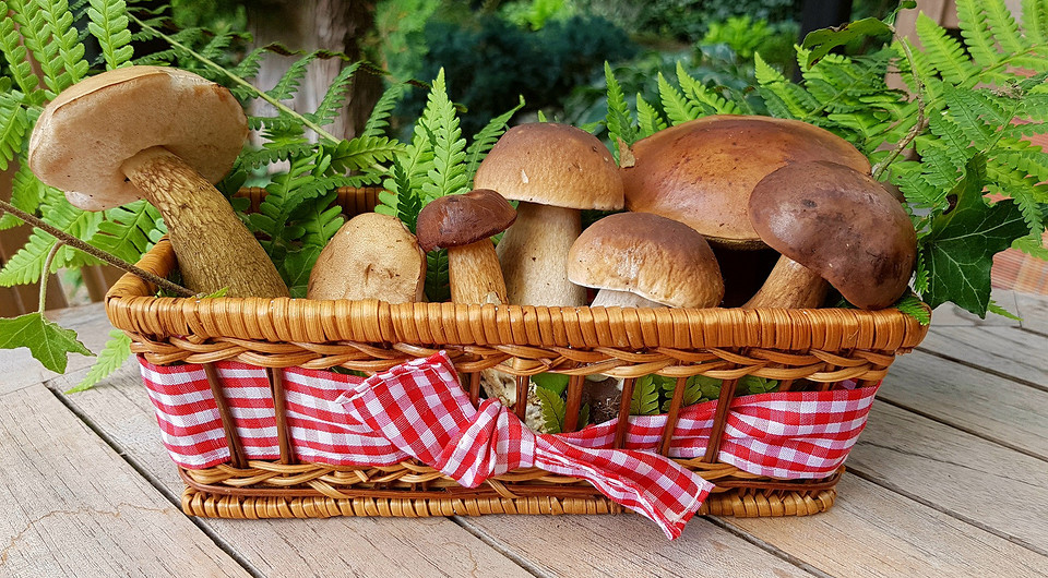 Блюда с лесными грибами: 5 лучших рецептов