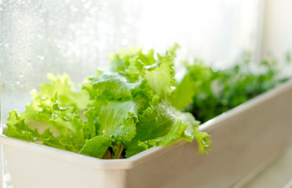 Сажаем салат на подоконнике: 5 секретов, как быстро и без особого труда получить урожай