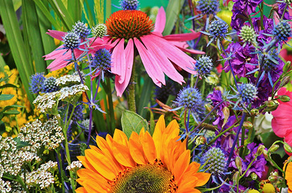 5 самых полезных лекарственных трав