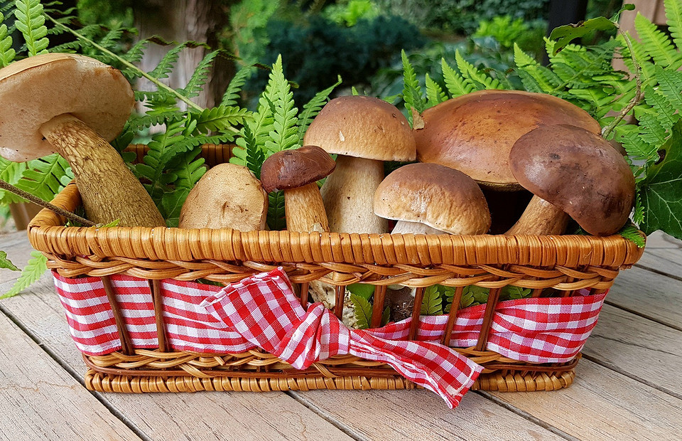 Из лета в зиму: можно ли заморозить свежие, отварные и жареные грибы