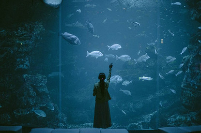 К чему снится рыба: толкование по сонникам Миллера, Ванги, Нострадамуса и другим