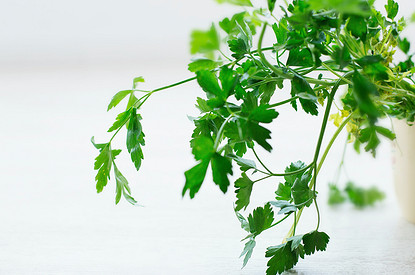 Выращивание петрушки на подоконнике из семян: самый простой способ