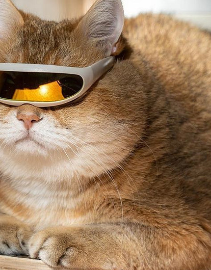 Как из домашнего животного сделать психолога для своего ребенка