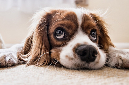 Гав-гороскоп: как выбрать собаку по знаку Зодиака