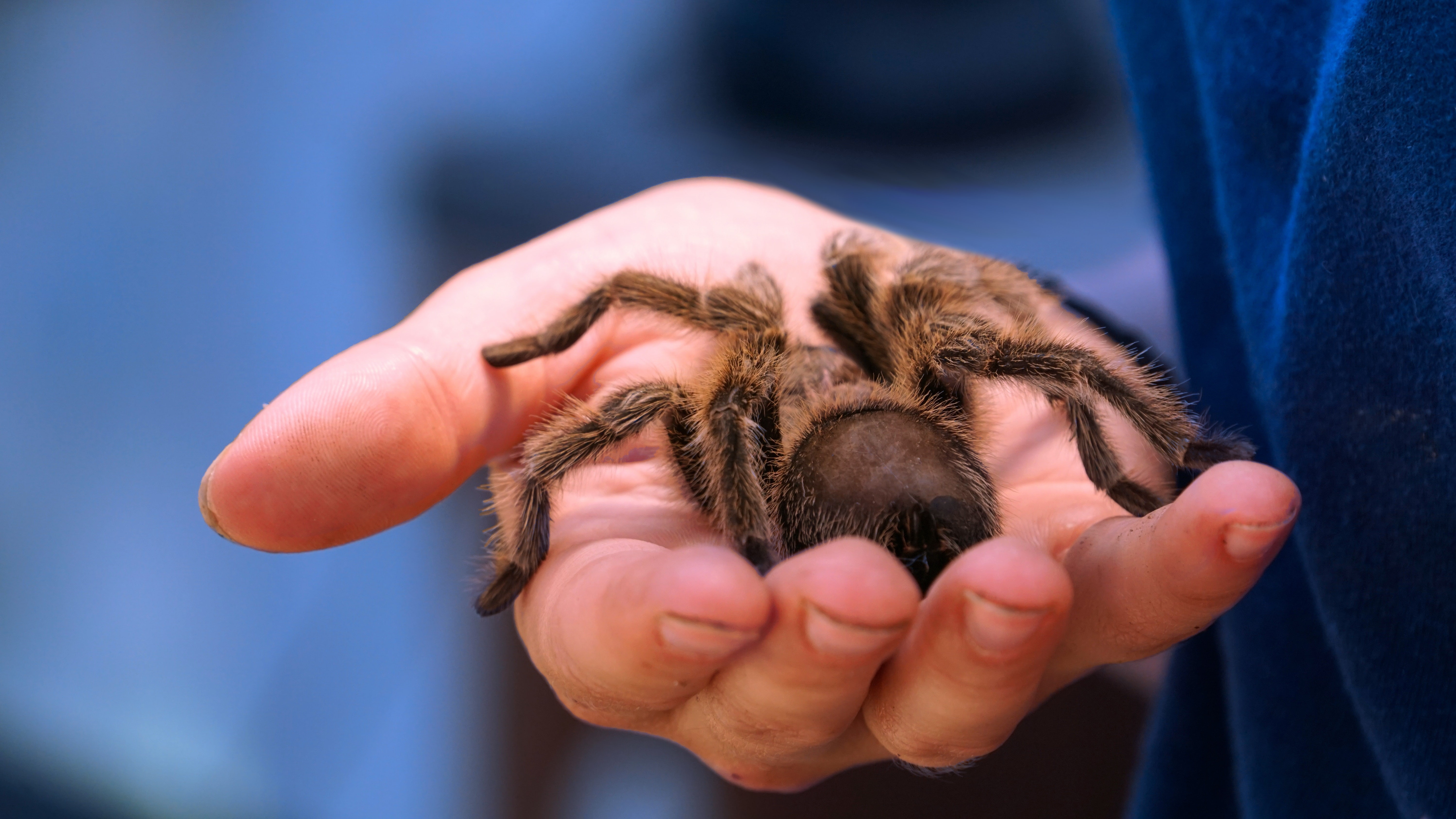 «Моя прелесссть»: 20 интересных фактов о домашних тарантулах (видео)