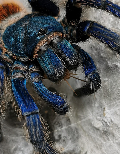 «Моя прелесссть»: 20 интересных фактов о домашних тарантулах (видео)