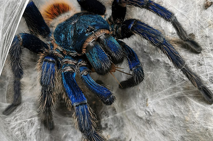 «Моя прелесссть»: 20 интересных фактов о домашних тарантулах (видео)