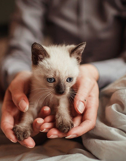 Как назвать котенка-девочку: 10 идей для красивых и необычных кличек