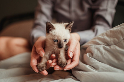 Как назвать котенка-девочку: 10 идей для красивых и необычных кличек