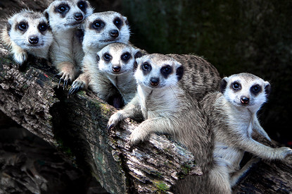 Почти кошки: 10 необычных фактов о домашних сурикатах (видео)