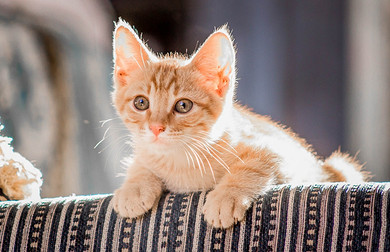 Имена для котов и клички для кошек со смыслом: подборка красивых и популярных вариантов