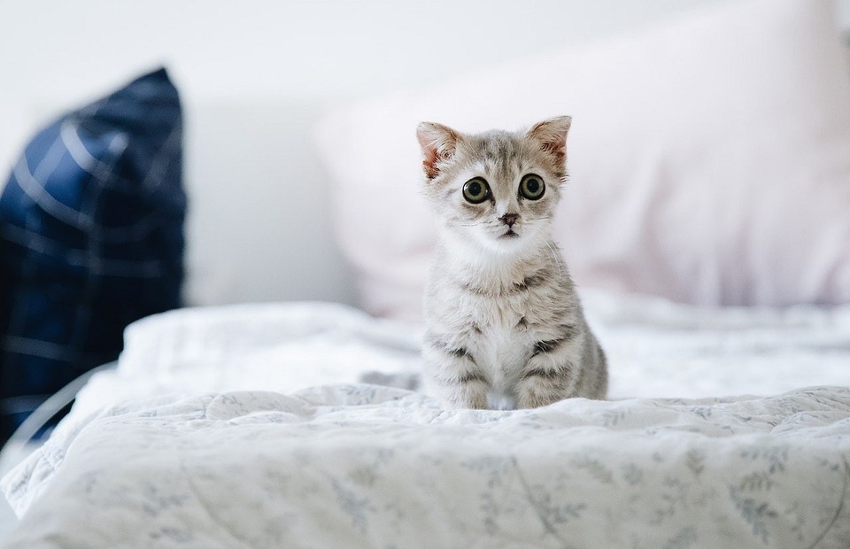 Фурия: история кошки с необычным именем