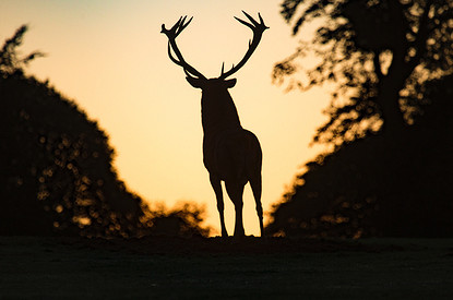 Сотрудники природной охраны заметили странного оленя в лесу. Они удивились, когда увидели его вблизи (видео)