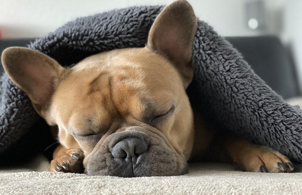 Не будить, не кантовать: 10 самых ленивых и спокойных пород собак