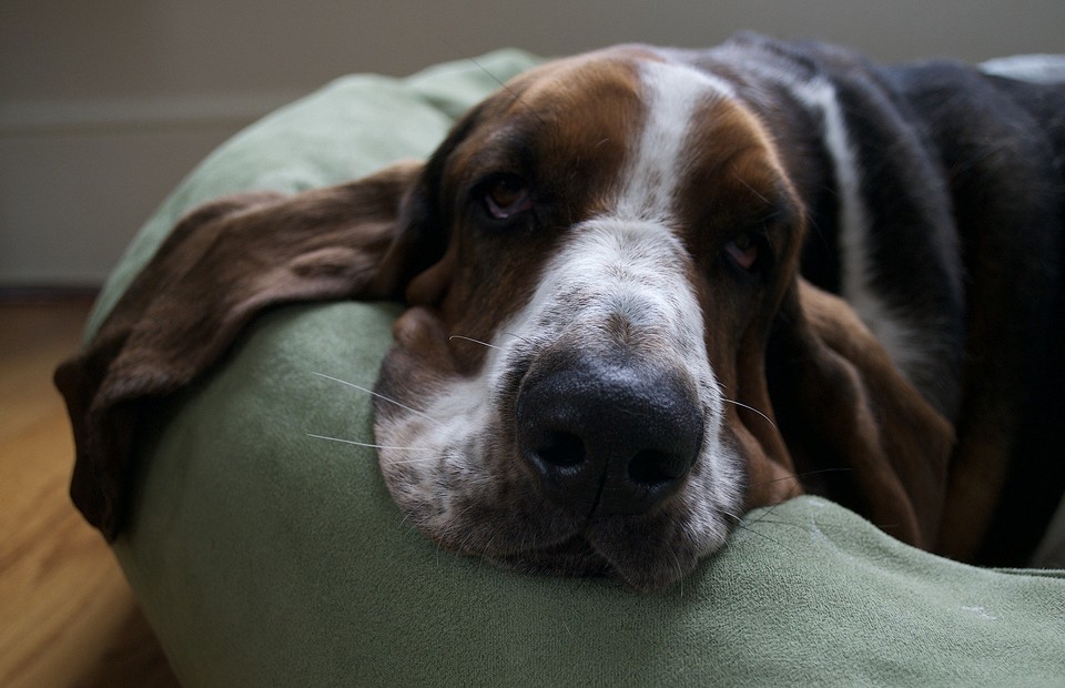 Не будить, не кантовать: 10 самых ленивых и спокойных пород собак