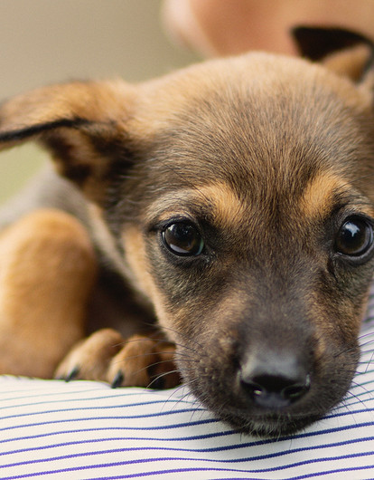 Осторожно, злая собака: 6 полезных советов, как отучить щенка кусаться