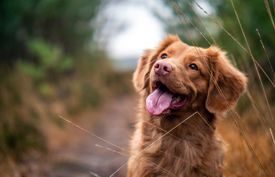 Осторожно, злая собака: 6 полезных советов, как отучить щенка кусаться