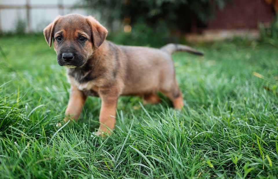 Осторожно, злая собака: 6 полезных советов, как отучить щенка кусаться
