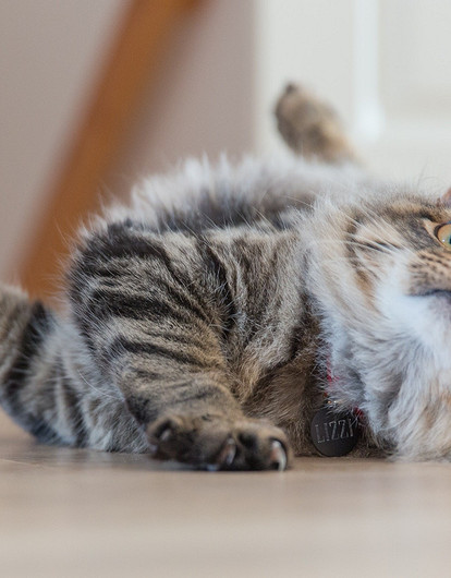 10 необычных фактов про кошек, которые ты могла не знать