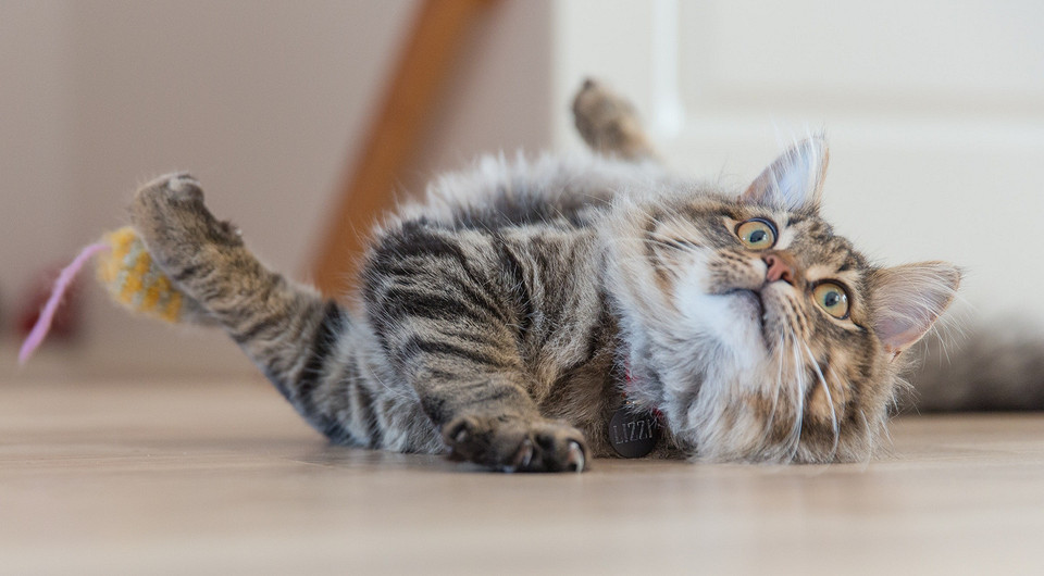 10 необычных фактов про кошек, которые ты могла не знать