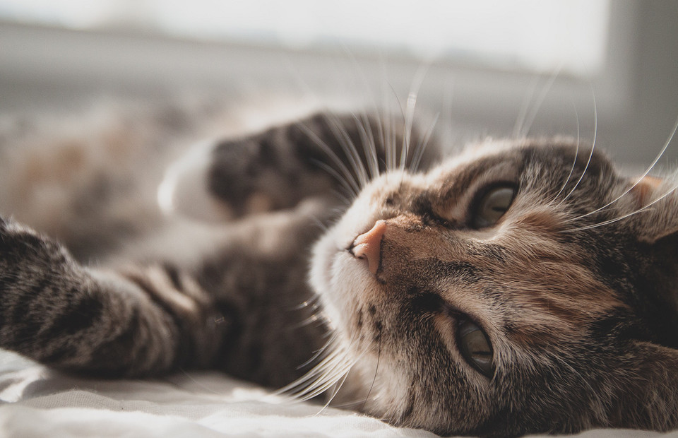 10 необычных фактов про кошек, которые ты могла не знать