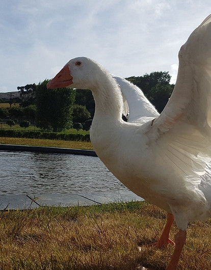 Удивительный Томас: история бисексуального гуся-долгожителя, который вырастил 68 птенцов