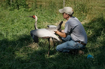 Самка журавля влюбилась в смотрителя зоопарка (у них появились общие птенцы)