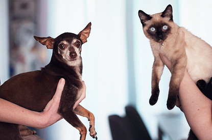 В Уфе от коронавируса прививают даже животных