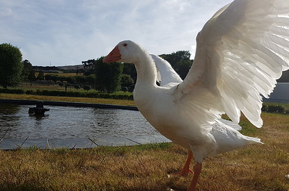 Удивительный Томас: история бисексуального гуся-долгожителя, который вырастил 68 птенцов