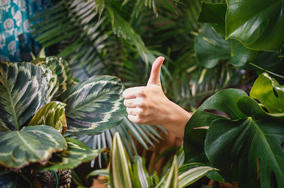 Как избавиться от мошек в цветочных горшках: 16 эффективных способов