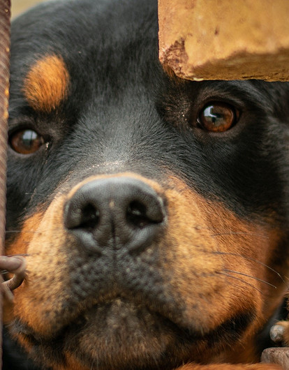 Можешь не справиться: 8 пород собак, которых не стоит заводить новичку