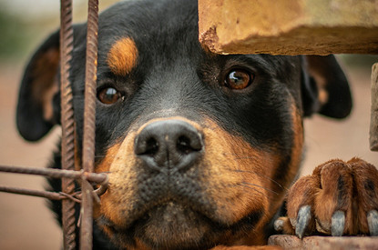 Можешь не справиться: 8 пород собак, которых не стоит заводить новичку