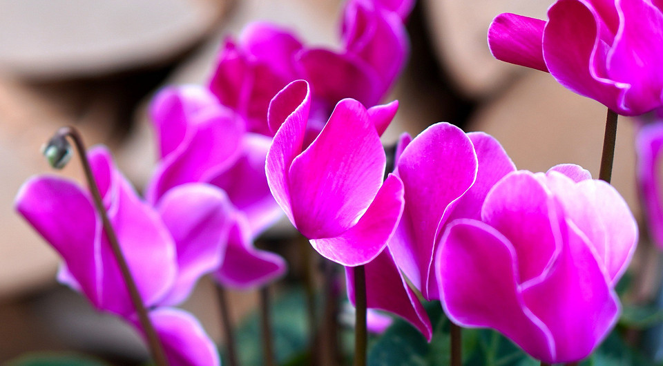 «Ты ж мой ненаглядный!»: 7 комнатных растений, которые красиво и ярко цветут осенью
