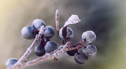 Вкусные заготовки на зиму из черноплодной рябины
