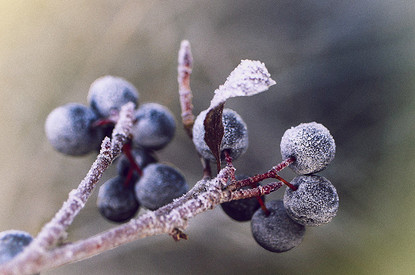 Черноплодная рябина: полезные свойства и секреты заготовки
