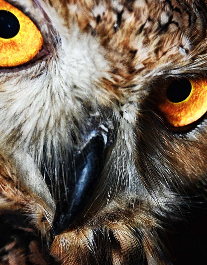 Тотемное животное: узнай своего зверя по дате рождения и имени